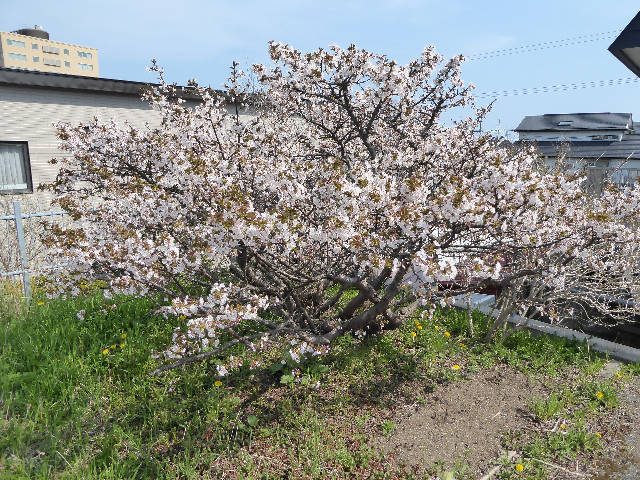 千島桜開花