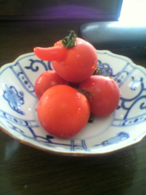 不思議なトマト